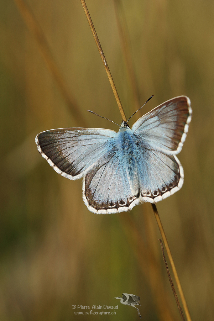 Azuré bleu céleste - Lysandra bellargus - Adonis blue