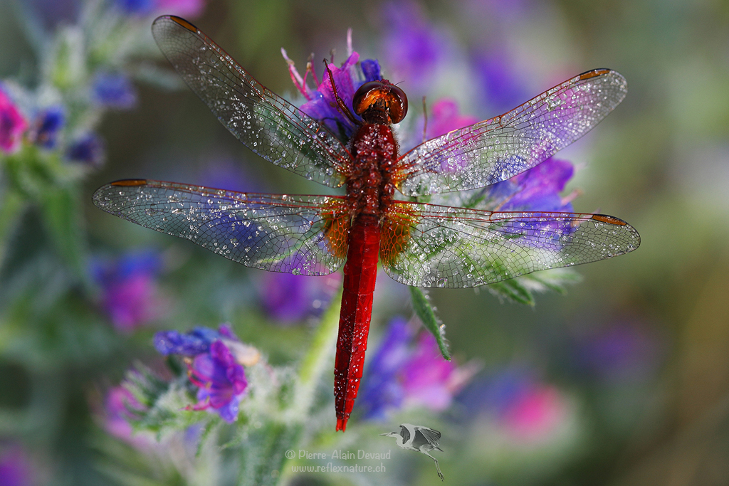 Libellule écarlate - Crocothemis erythraea - Scarlet dragonfly