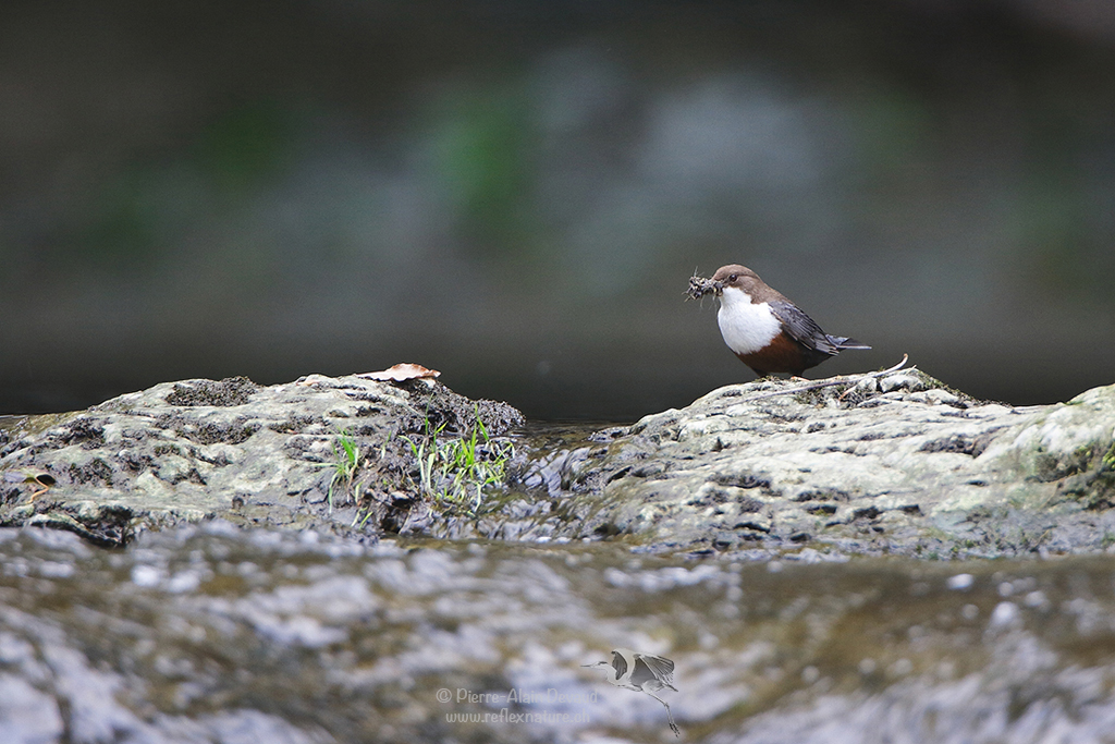 Cincle plongeur (Cinclus cinclus) Dipper