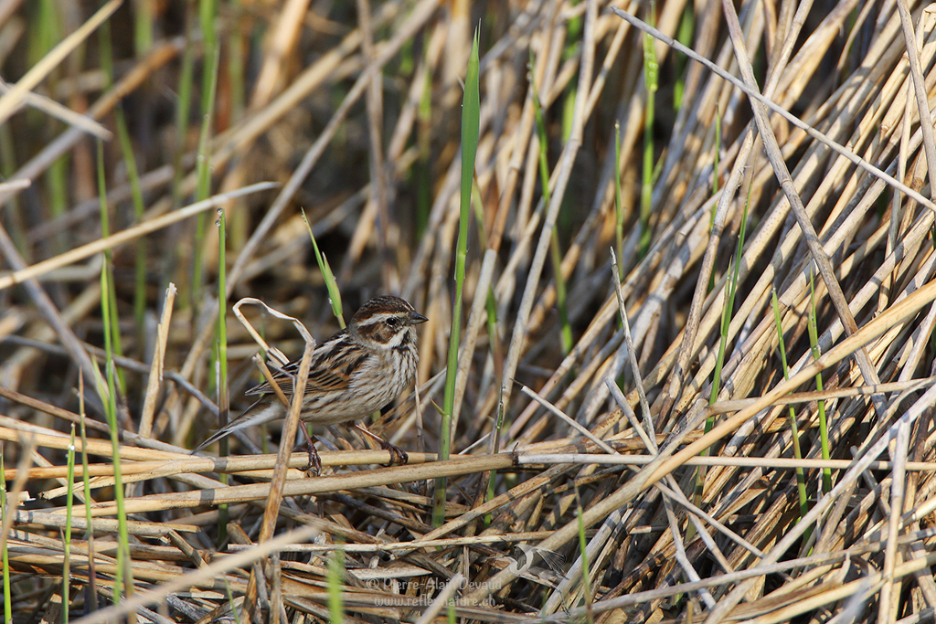 Bruant des roseaux - (Emberiza schoeniclus) - Common reed bunting