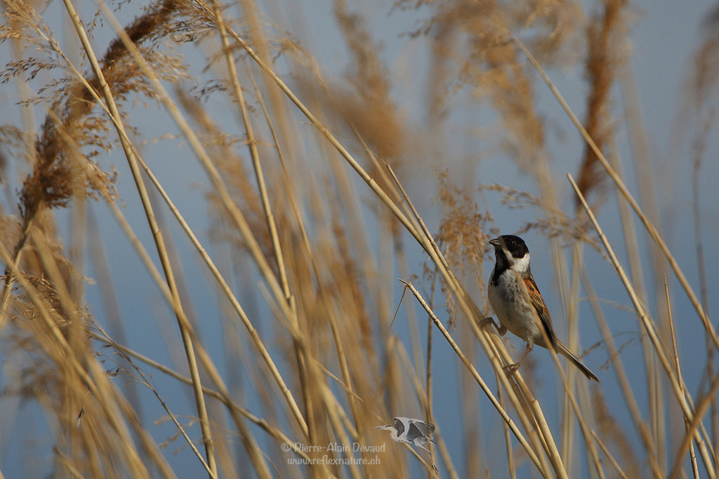 Bruant des roseaux - (Emberiza schoeniclus) - Common reed bunting