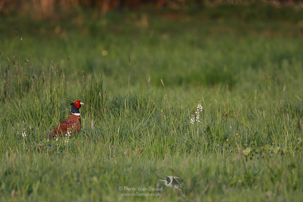 Faisan de Colchide - (Phasianus colchicus) - Common pheasant