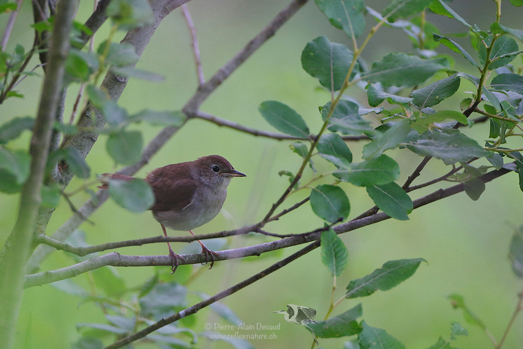 Rossignol philomèle (Luscinia megarhynchos) Common Nightingale