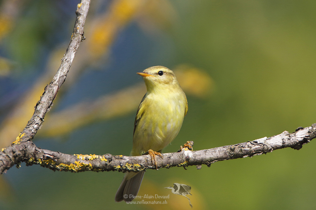 Pouillot fitis (Phylloscopus trochilus) Willow Warbler