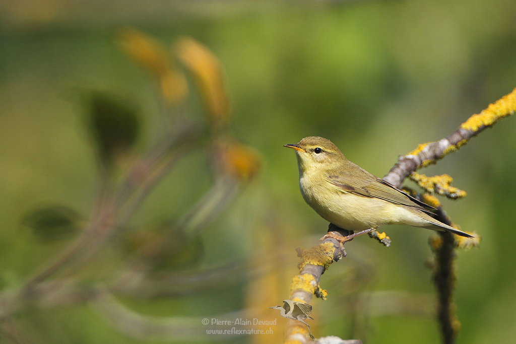 Pouillot fitis (Phylloscopus trochilus) Willow Warbler