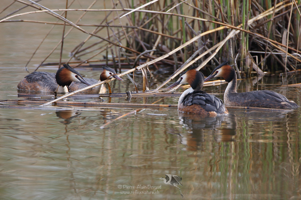 Grèbe huppé - Podiceps cristatus - Great crested grebe