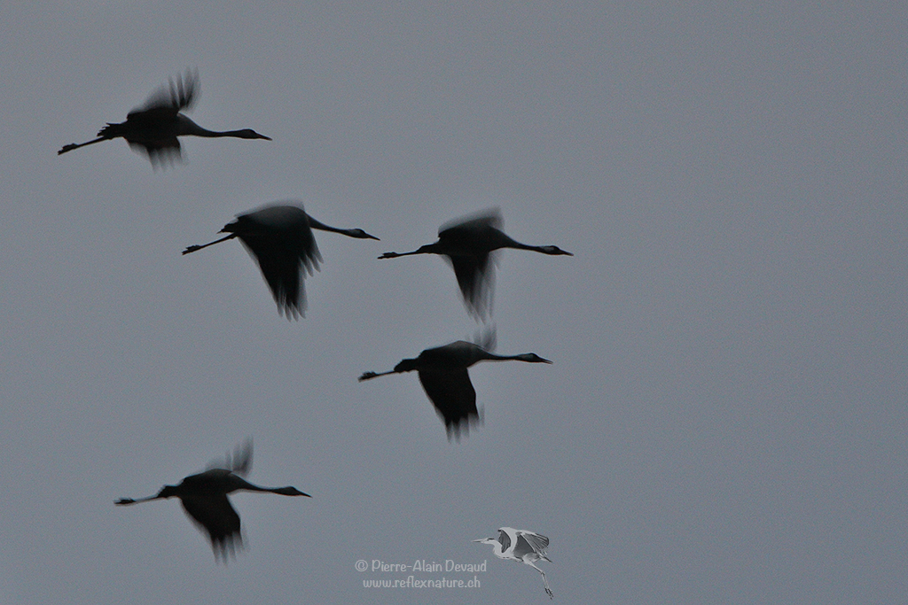 Grue cendrée (Grus grus) Common Crane