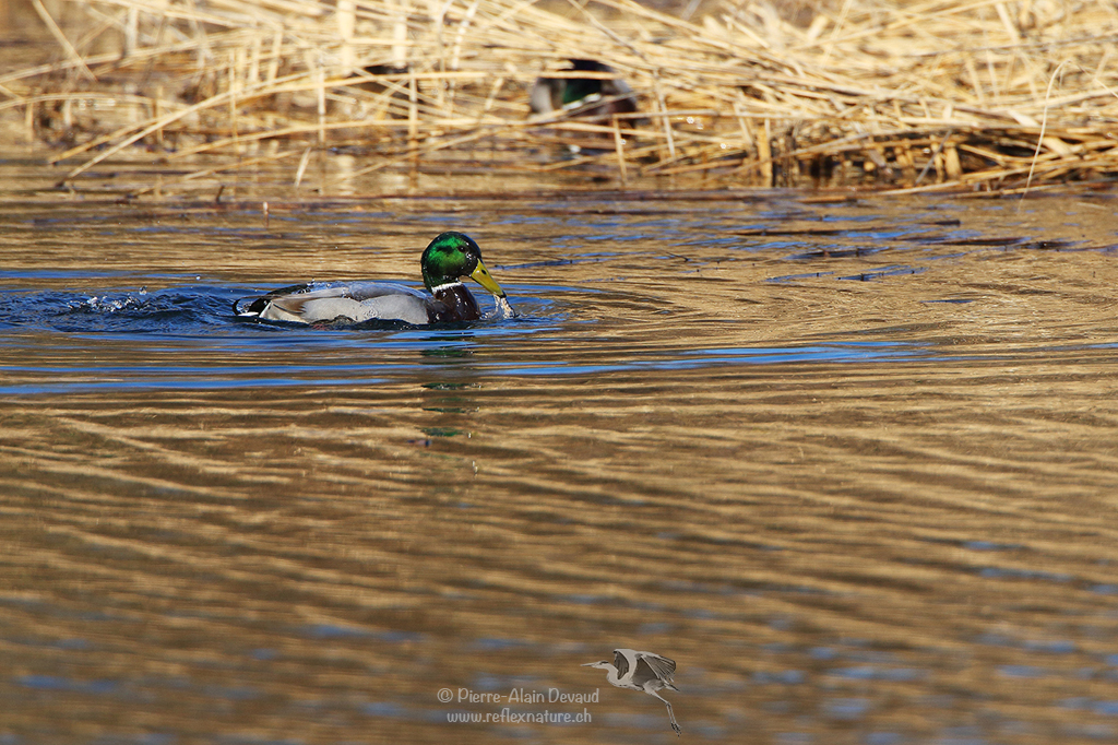 Canard colvert (Anas platyrhynchos) Mallard