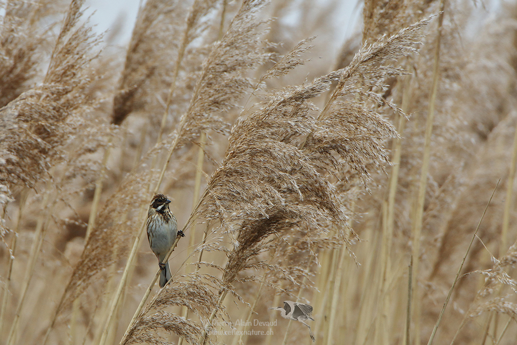 Bruant des roseaux - (Emberiza schoeniclus) - Common reed bunting