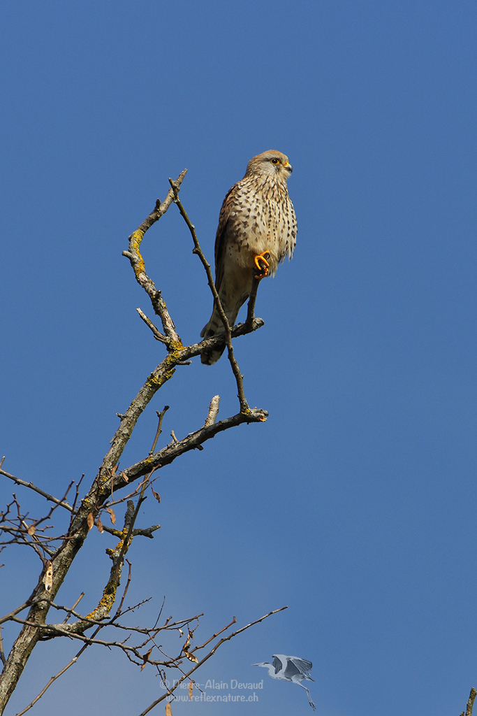 Faucon crécerelle – Falco tinnunculus - Common kestrel