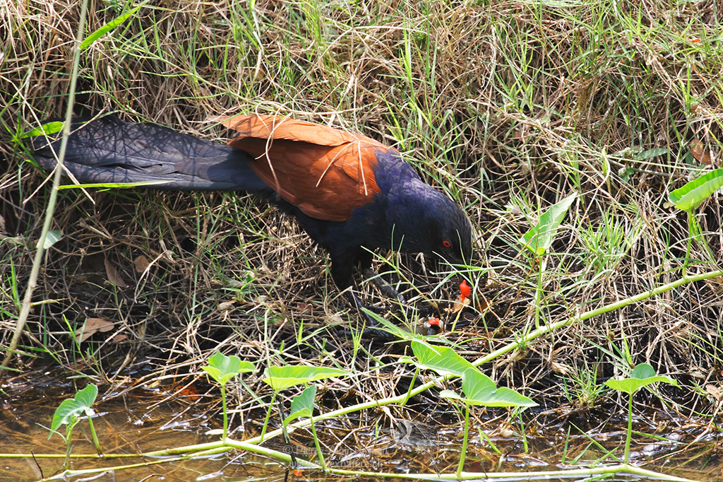 Grand Coucal - Centropus sinensis - Greater Coucal (นกกระปูดใหญ่)