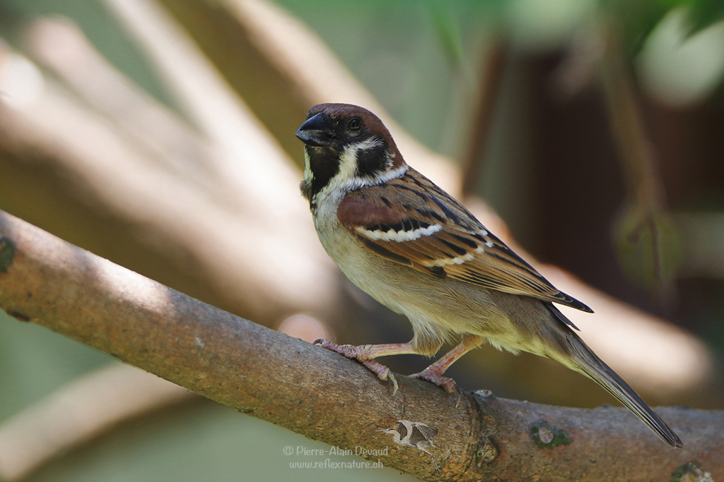 Moineau friquet - passer montanus - Eurasian Tree sparrow (นกกระจอกบ้าน)