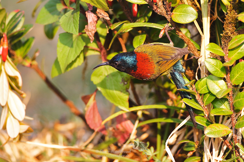 Souimanga à queue verte ♂ - Aethopyga nipalensis angkanensis - green-tailed Sunbird (นกกินปลีหางยาวเขียว)
