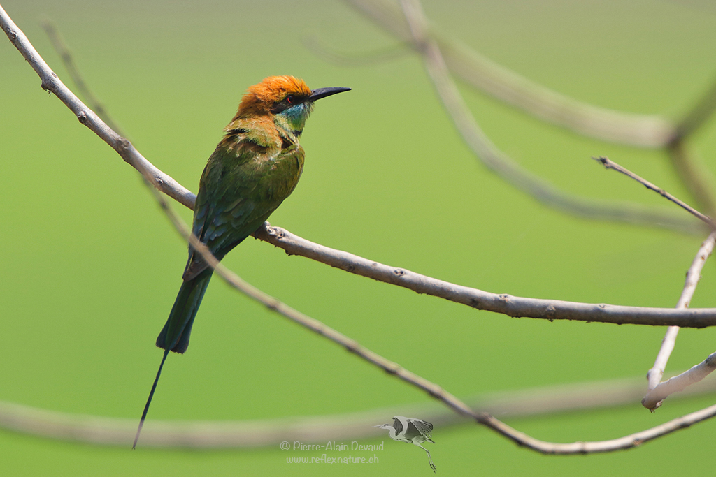 Guêpier d'Orient - Merops orientalis - Little Green Bee-eater (นกจาบคาเล็ก)