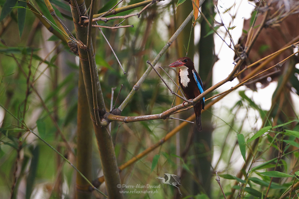 Martin-chasseur de Smyrne - Halcyon smyrnensis - White-throated Kingfisher (นกกะเต็นอกขาว)