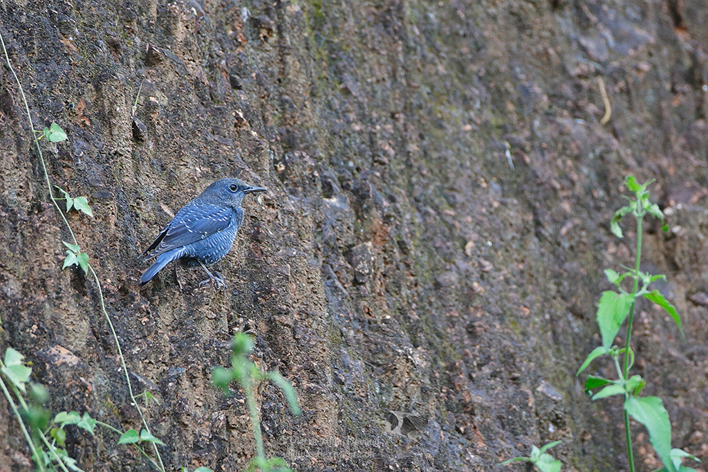 Monticole merle-bleu - Monticola solitarius philippensis - Blue Rock-Thrush (นกกระเบื้องผา)
