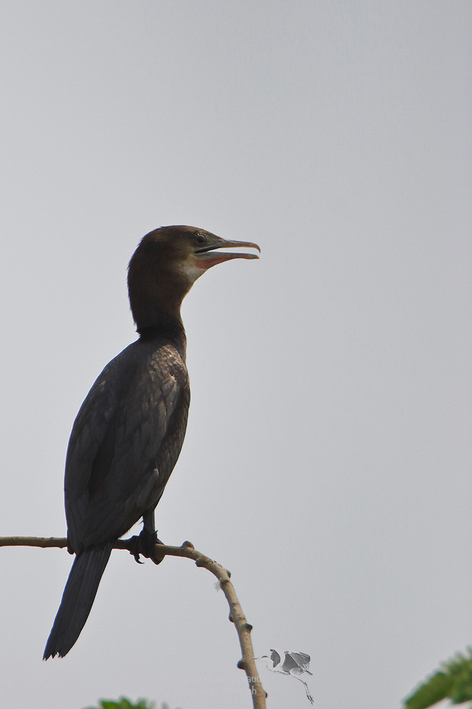 Cormoran de Vieillot - Phalacrocorax niger - Little Cormorant (นกกาน้ำเล็ก)