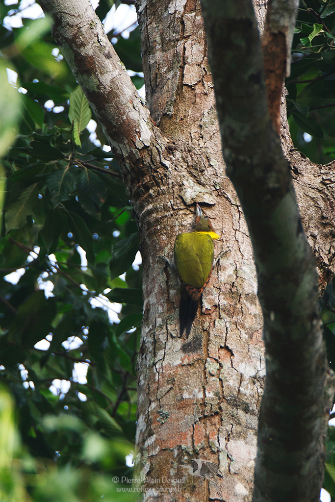 Pic à huppe jaune - Picus chlorolophus - Lesser Yellownape ( นกหัวขวานเล็กหงอนเหลือง )