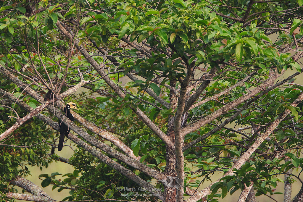 Calao bicorne - Buceros bicornis - Great Hornbill (นกกก, นกกาฮัง)