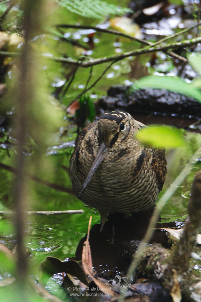 Bécasse des bois - Scolopax rusticola - Eurasian Woodcock (นกปากซ่อมดง)