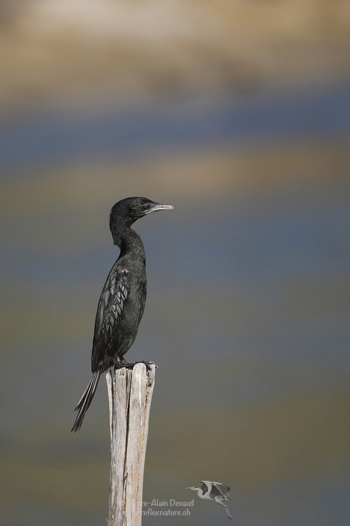 Cormoran de Vieillot - Microcarbo niger - little cormorant ( นกกาน้ำเล็ก )