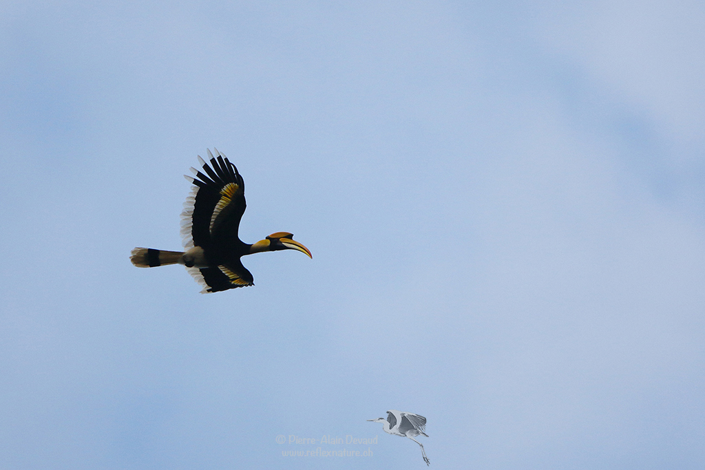 Calao bicorne - Buceros bicornis - Great Hornbill (นกกก, นกกาฮัง)