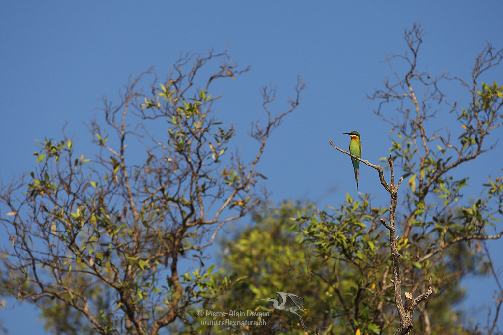 Guêpier à queue d'azur - Merops philippinus - Blue-tailed Bee-eater (นกจาบคาหัวเขียว)