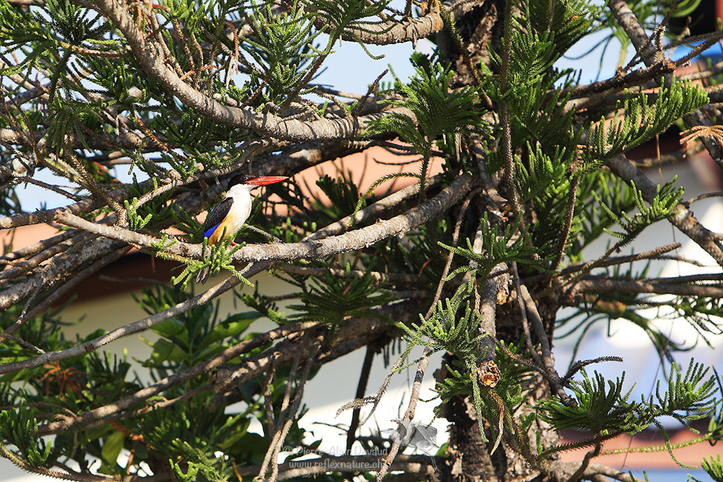 Martin-chasseur à coiffe noire - Halcyon pileata - Black-capped Kingfisher (นกกะเต็นหัวดำ)