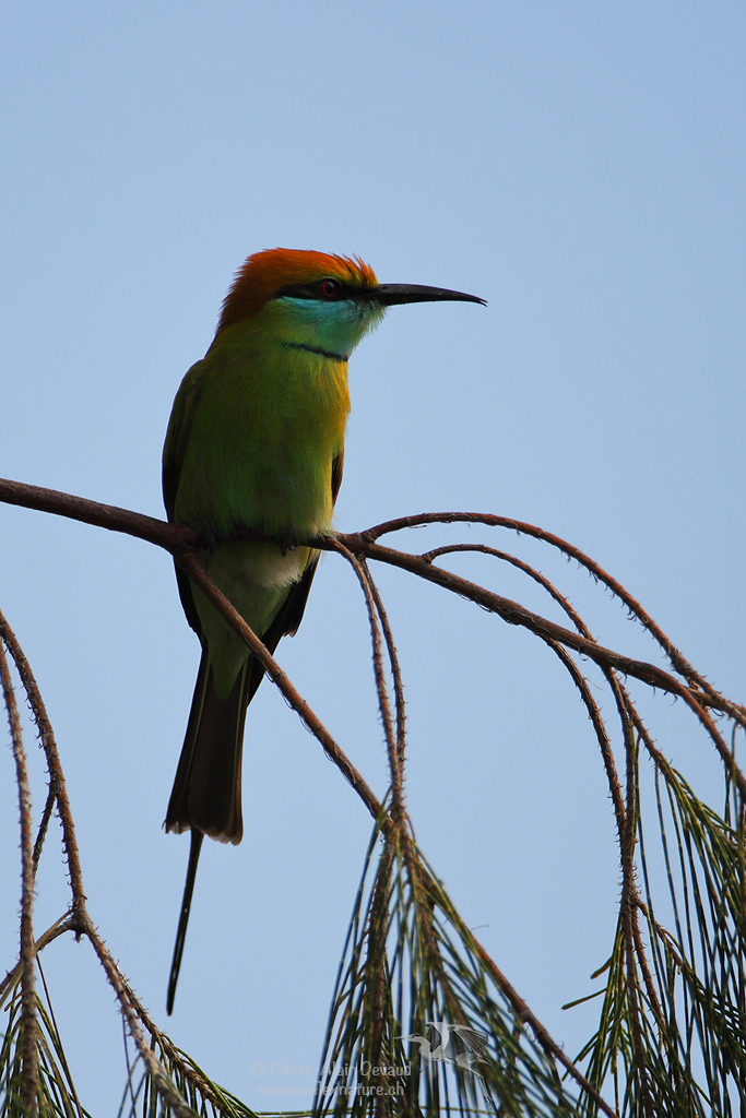 Guêpier d'Orient - Merops orientalis - Green Bee-eater ( นกจาบคาเล็ก )