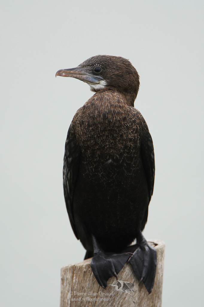 Cormoran de Vieillot - Microcarbo niger - little cormorant ( นกกาน้ำเล็ก )