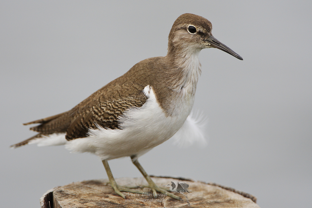 Chevalier guignette (Common Sandpiper) (Actitis hypoleucos) (นกเด้าดิน)