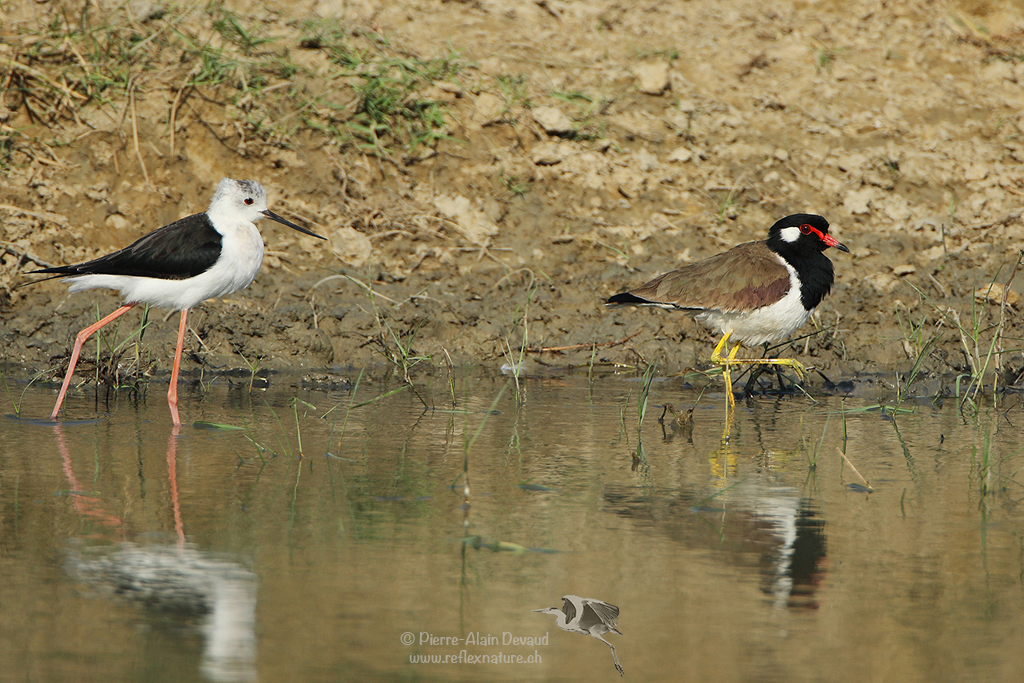 Échasse blanche - Himantopus himantopus - Black-winged Stilt (นกตีนเทียน) & Vanneau indien - Vanellus indicus - Red-wattled Lapwing (นกกระแตแต้แว้ด)