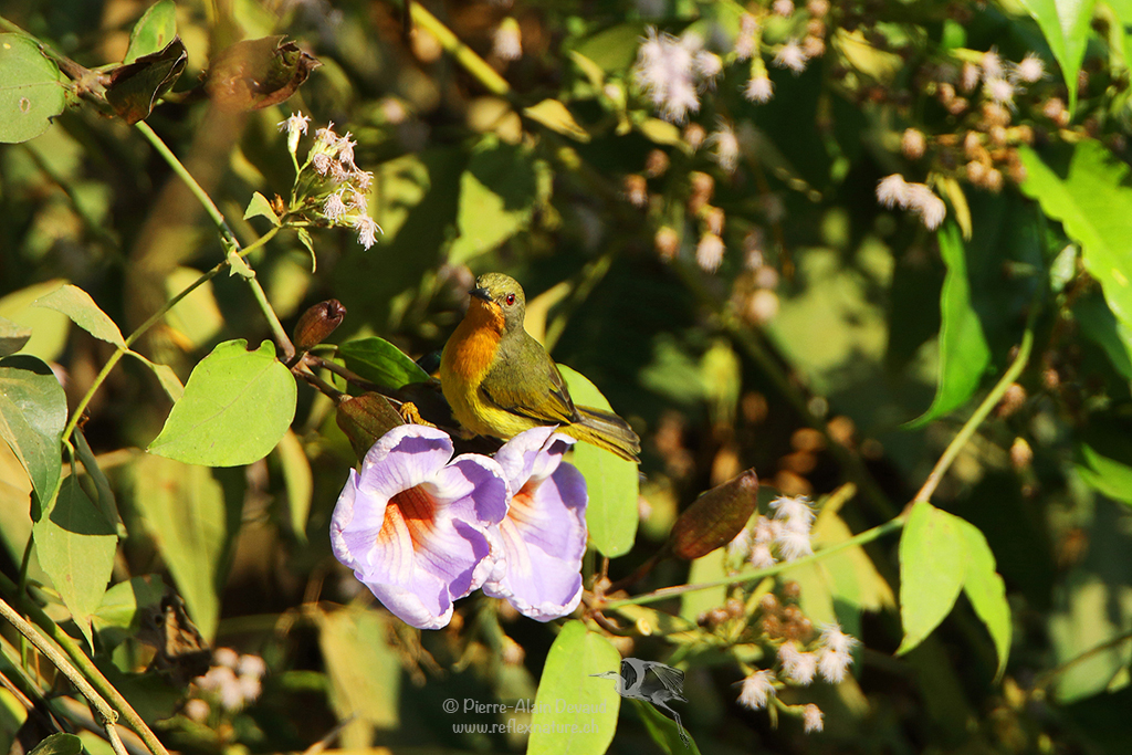Souimanga à joues rubis - Chalcoparia singalensis - Ruby-cheeked Sunbird ( นกกินปลีแก้มสีทับทิม )