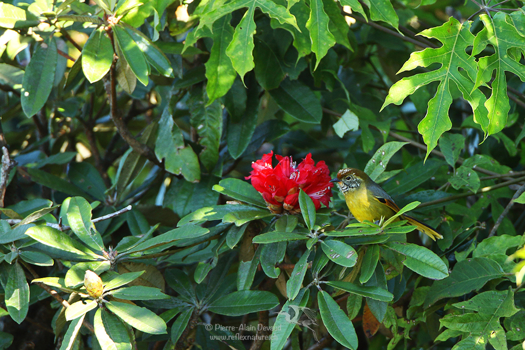 Minla à gorge striée - Actinodura strigula - Chestnut-tailed minla ( นกศิวะหางสีตาล )