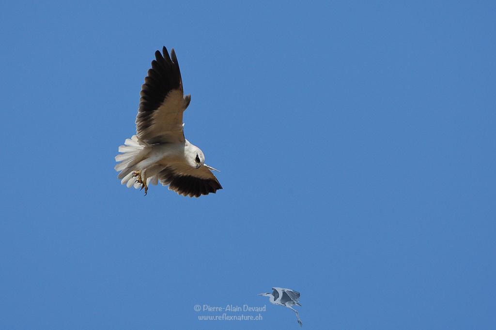 Élanion blac (Elanion blanc) - Elanus caeruleus - Black-winged kite ( เหยี่ยวขาว )