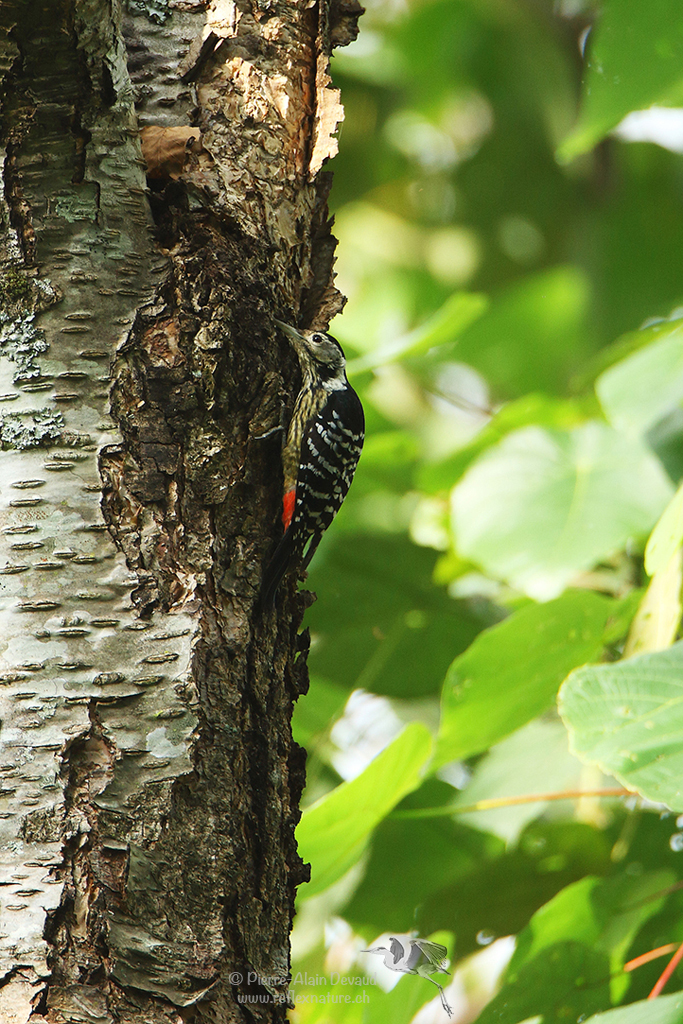 Pic à poitrine rayée - Dendrocopos atratus - stripe-breasted woodpecker ( นกหัวขวานด่างหัวแดงอกลาย )