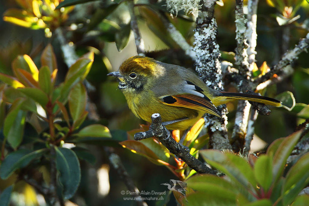 Minla à gorge striée - Actinodura strigula - Chestnut-tailed minla ( นกศิวะหางสีตาล )