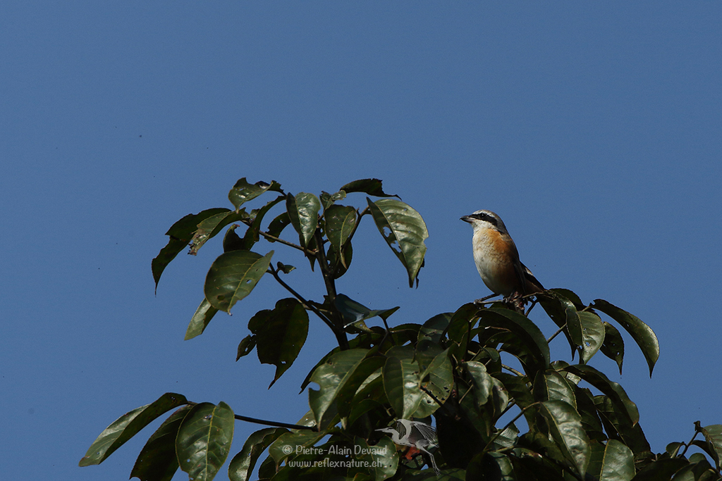 Téphrodorne bridé - Tephrodornis virgatus - Large Woodshrike ( นกเฉี่ยวดงหางสีน้ำตาล )