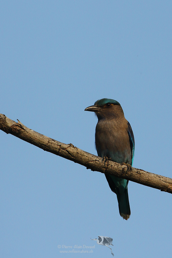 Rollier indien - Coracias benghalensis - Indian Roller (นกตะขาบทุ่ง)