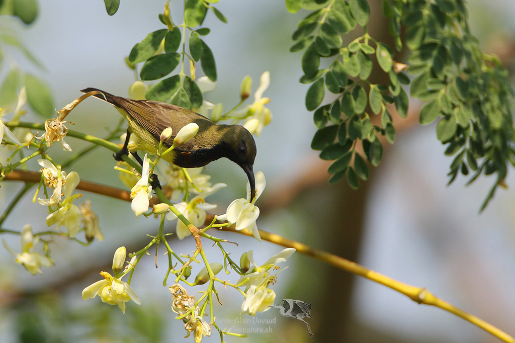 Souimanga à dos vert - Nectarinia jugularis / Cinnyris jugularis - Olive-backed Sunbird (นกกินปลีอกเหลือง)